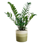 colour gradient rond 14cm bamboegroen